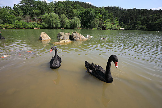 池塘里的黑天鹅与鱼
