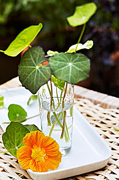 旱金莲,叶子,玻璃杯