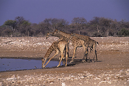 非洲,纳米比亚,埃托沙国家公园,长颈鹿,水潭