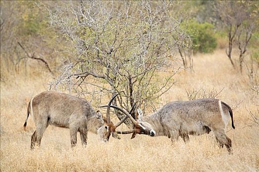水羚,争斗,克鲁格国家公园,南非