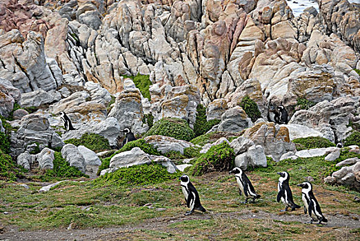 黑色,有足类,企鹅,湾,西海角,省,南非