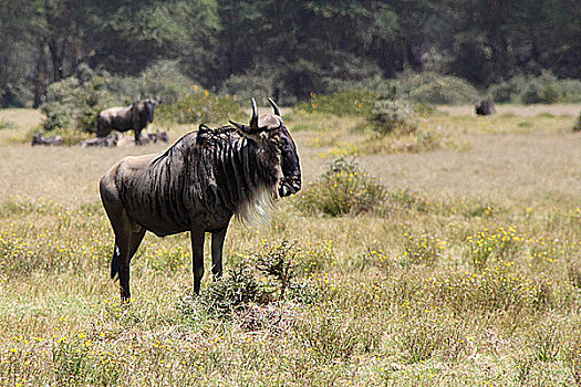 肯尼亚非洲大草原角马-侧面特写