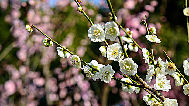 梅花