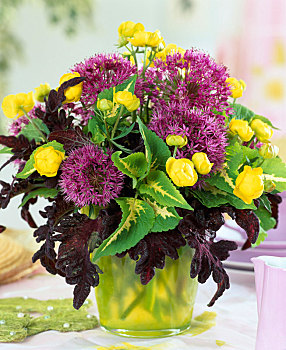 葱属植物,装饰,花球,锦紫苏