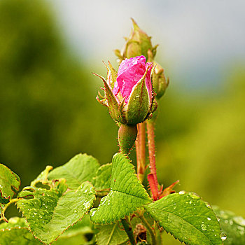 粉红玫瑰,花,绿色背景