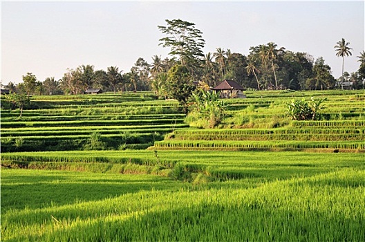 稻米梯田,靠近,乌布,巴厘岛,印度尼西亚