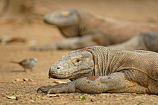 科莫多巨蜥,林卡岛,科莫多国家公园,印度尼西亚,亚洲