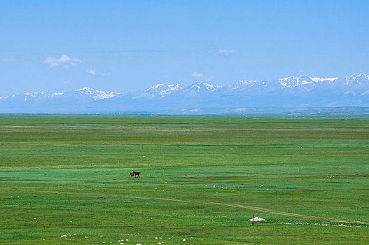 新疆草原上的马匹