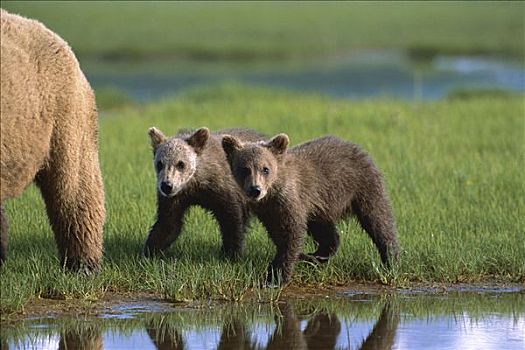 大灰熊,棕熊,幼兽,跟随,母兽,卡特麦国家公园,阿拉斯加