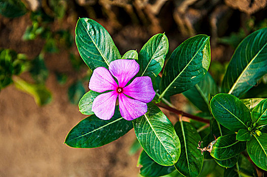 盛开的长春花