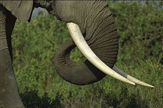 非洲象,吃,安伯塞利国家公园,肯尼亚