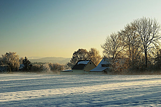 农村冬季现场,雪,覆盖,农场,附近的,符腾堡,德国