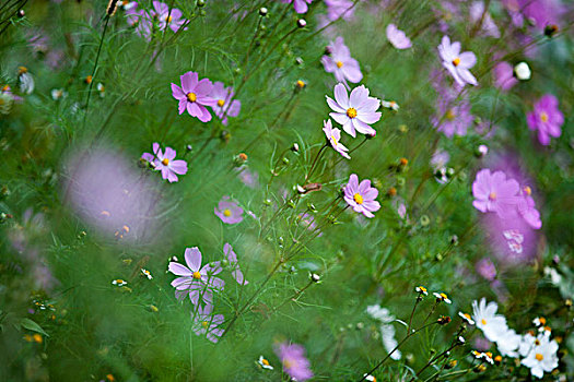 格桑花特写