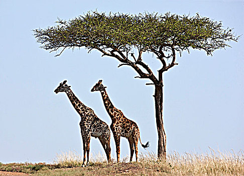 两个,长颈鹿,荫凉,下方,树,马赛马拉国家保护区