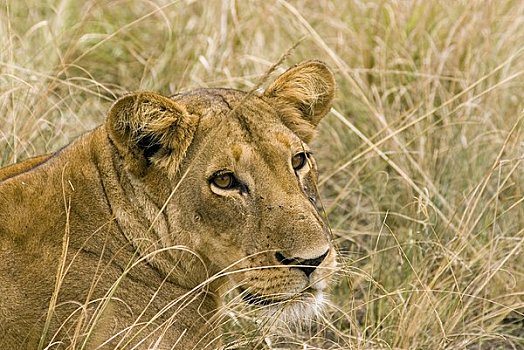 母狮,伊丽莎白女王国家公园,乌干达,非洲