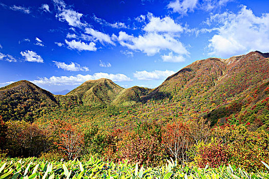 山,秋叶