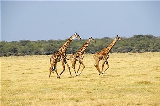 三个,长颈鹿,驰骋,大草原,国家公园,坦桑尼亚