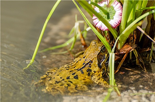 特写,青蛙,花,水塘