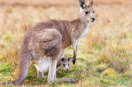 大灰袋鼠,哥斯高国家公园,新,南威尔士,澳大利亚