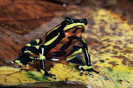 青蛙,展示,警戒色,哥斯达黎加