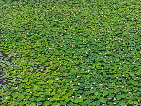 枣庄滕州微山湖红荷湿地公园