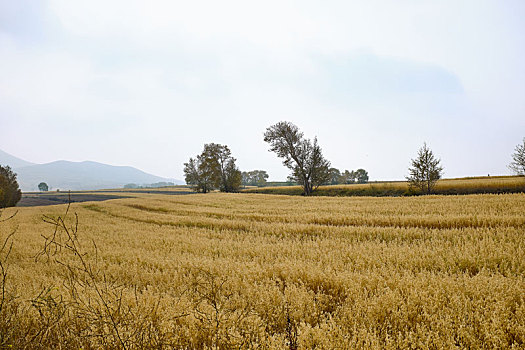 北方草原谷子麦子麦田自然