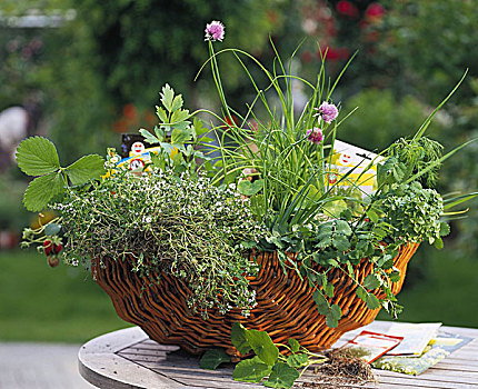 药草,草莓植物,柳条篮,种子,小包装
