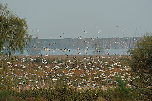 鸟群,多瑙河三角洲,罗马尼亚,欧洲