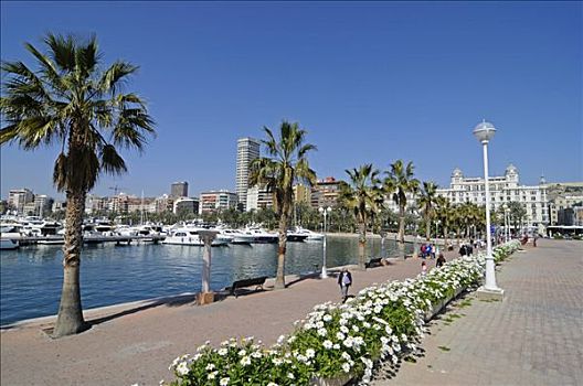 散步场所,棕榈树,花,港口,阿利坎特,白色海岸,西班牙,欧洲