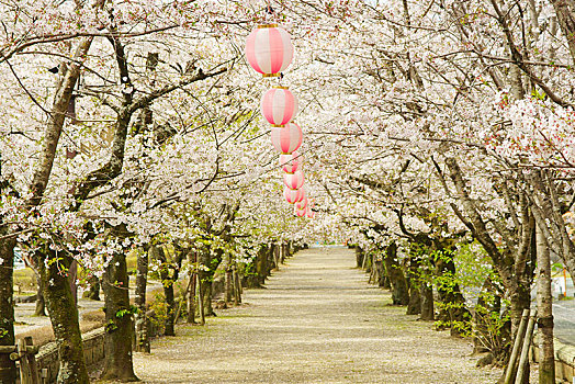 樱花,神祠