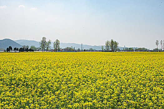 油菜花