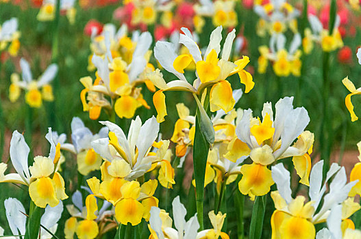 春天植物园盛开的黄白色鸢尾花