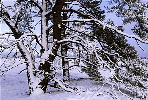 苏格兰,松树,樟子松,树,积雪,冬天,欧洲