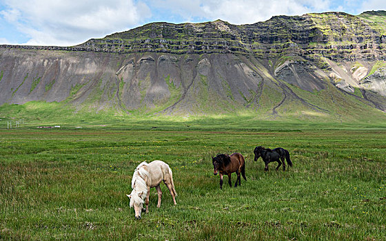 冰岛马,冰岛,夏天