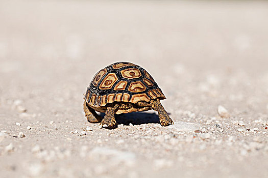 豹纹龟,幼仔,走,途中,北开普,南非