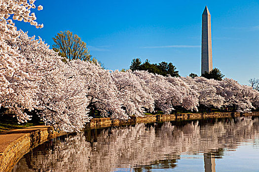 花,樱桃树,潮汐,华盛顿纪念碑,华盛顿特区,美国