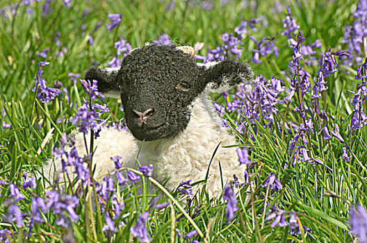 生活,绵羊,斯韦达尔,羊羔,野风信子,花,桥,兰开夏郡,英格兰,英国,欧洲