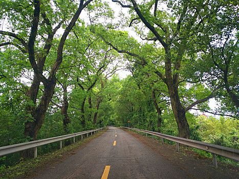 自驾游,林荫路