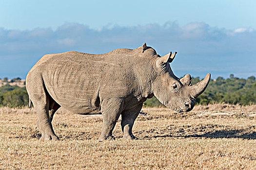 白犀牛,自然保护区,肯尼亚,非洲