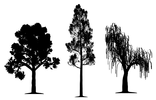 橡树,树林,松树,垂柳,树