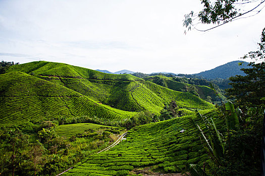 茶园,马来西亚