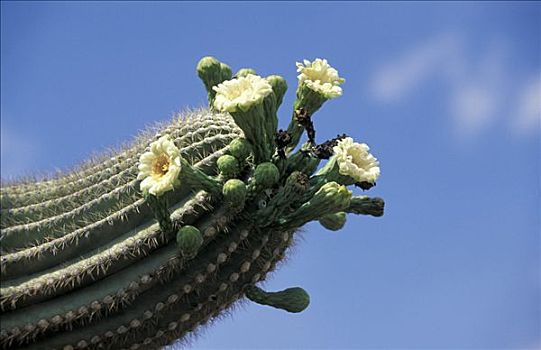 枝状大烛台,仙人掌,树形仙人掌,巨大,花,荒芜,亚利桑那,美国