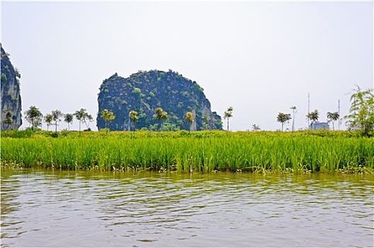 稻田,河,苏格兰帽,越南