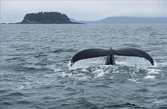 驼背鲸,大翅鲸属,鲸鱼,尾部,东南阿拉斯加