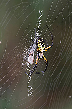 黄色,园蛛,成年,捕食,北卡罗来纳,美国