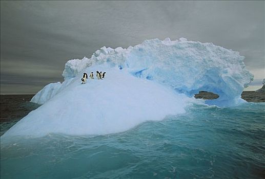 阿德利企鹅,群,骑,冰山,东方,南极