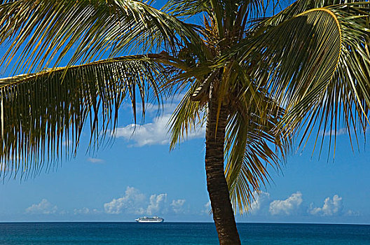 棕榈树,靠近,海洋,游船,格林纳达