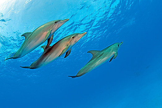 大西洋点斑原海豚,花斑原海豚,大巴哈马岛,巴哈马,中美洲