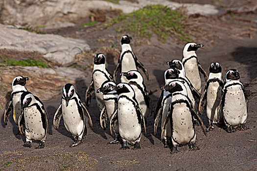 黑脚企鹅,非洲企鹅,岸边,湾,南非