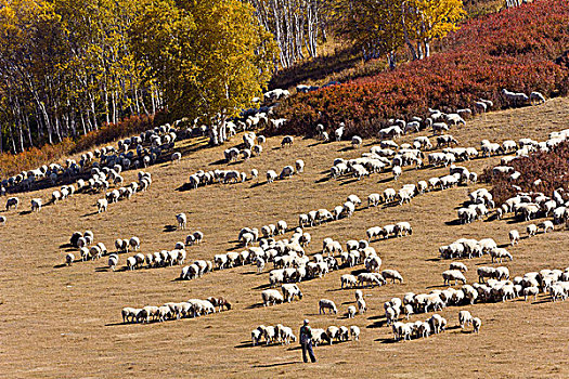 内蒙古,坝上,牧羊,秋天
